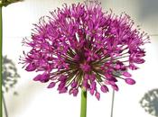 Allium's Shadow