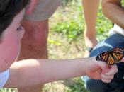 Peace, Hope, Butterflies 2013