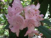 Wordless Wednesday 22/5/2013 Rhododendrons