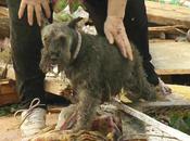 Schnauzer Climbs Rubble Oklahoma City Represent Fight Survival Amid Tragedy