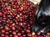 Science Behind Luwak Coffee