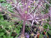 Multi Level Planting ‘see Through’ Plants