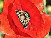 Memorial Poppies