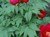 Plant Week: Paeonia Suffruticosa