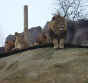Featured Animal: Lion