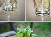 Propagating Basil Easy