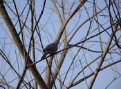 Corbett National Park Pictures)