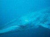 Iceland Kill Rare Whales Snacks