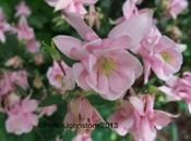 Wordless Wednesday 29/5/13 Aquilegias