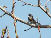 Yellow-rumped Warbler Sighted Oxtongue Lake