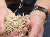 Dutch Biomass Gasification Technology Goes Global