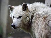 Ruling Puts Minnesota’s Wolf Seasons Beyond Public Challenge Anyone