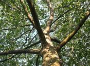 Under Sycamore Tree Revisited