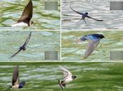 Good Several D800 Continuous Autofocus Modes with Bird (swallow) Shooting?