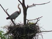 Great Blue Herons Their Nests Oxtongue Lake