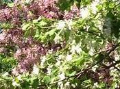 WEEKEND FLOWERS Flowering Trees