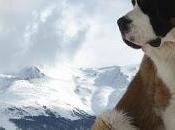 Breed Profile: Saint Bernard