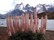 PATAGONIA: Spectacular Scenery Abundant Wildlife