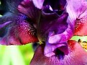 Irises