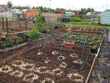 Brassicas, Raspberries.