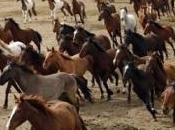 Wild Horse Roundups Aren’t Just Cruel They’re Counterproductive