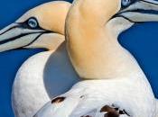 Over 400,000 Seabirds Killed Gillnets Each Year