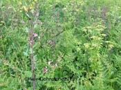 Final Postcard from Cornwall: Wild Flowers Pasties