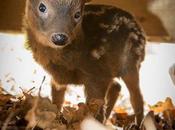 Tiny Newborn Baby Deer World’s Smallest