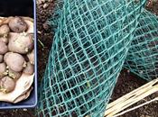 Easiest Potato Growing Method Ever!