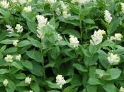 Plant Week: Maianthemum Racemosum