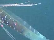 Video Reveals Bizarre Deep-Sea Oarfish