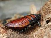 Featured Animal: Cockroach