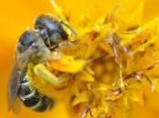 Movie Review: Vanishing Bees