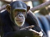 Protecting Chimpanzees, Last