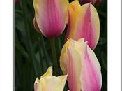 Photo: Blushing Lady Tulips