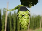 Stop Smell Hops: Facts About Hops Your Senses