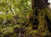 Tasmania Defended: World Celebrates Success Community Action Protect Forests.