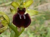 Early Spider Orchid Spotted Jersey