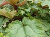 Plant Week: Rheum Palmatum