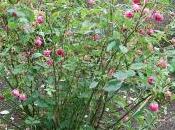 Plant Week: Rosa Chinensis