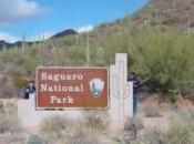 It’s Always About Scorpions, Visiting Arizona? Saguaro National Park