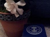 Neals Yard Frankincense Intense