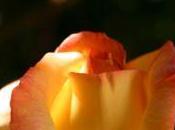 Games, Lust, Disgust