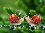 Escargot Your Skin Organic Snail