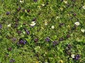 Front Lawn Become Wildflower Meadow