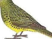 Rare Australian Night Parrot Caught Camera