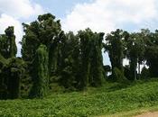 Kudzu