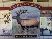 TULE RESERVE: Preserving California's Wildlife