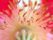 MACRO MONDAY Poppy Delphinium