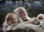 Snow Monkeys Japan